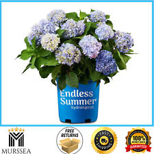 Endless summer gal. for sale  Ripplemead