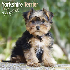 Yorkshire terrier puppies for sale  UK