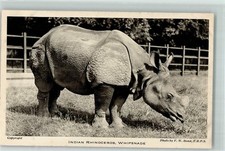 39152073 indian rhinozeros gebraucht kaufen  Eimeldingen