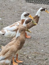 Fawn white indian for sale  WARMINSTER