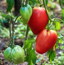 Lot graines tomates d'occasion  Chazelles