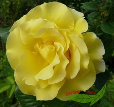 Rose lichtkönigin lucia gebraucht kaufen  Kronburg