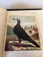 Illustrated book pigeons for sale  BEDFORD