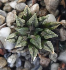 Ariocarpus kotschoubeyanus usato Ariocarpus kotschoubeyanus usato  Italia