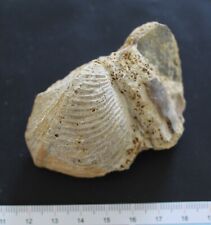 Bivalve fossile trigonia d'occasion  Moyon