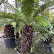 Dicksonia antarctica new for sale  YORK