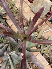 Neoregelia spectabilis usato  Palermo