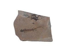 Perm branchiosaurus apateon gebraucht kaufen  Zwingenberg