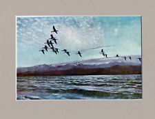 Peter scott lesser for sale  SPALDING