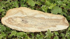 Large rare cretaceous for sale  WESTON-SUPER-MARE