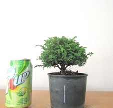 Fat dwarf tsukumo for sale  Garden Grove