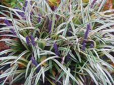 Liriope variegata plants for sale  Statesboro