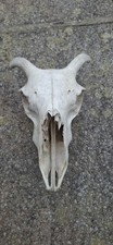 Scottish blackfaced female for sale  HEBDEN BRIDGE