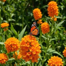 Milkweed orange perennial for sale  Houma