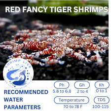 Shrimplive red fancy for sale  Walnut Creek