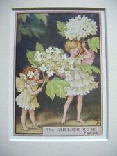 Vintage flower fairies for sale  TELFORD