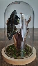 Curiosité taxidermie papillon d'occasion  Montpellier-