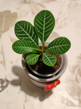 Madagaskar juwel spuckpalme gebraucht kaufen Madagaskar juwel spuckpalme gebraucht kaufen  Löbau