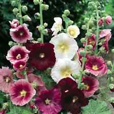 Mixed hollyhocks alcea for sale  LONDON