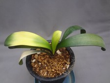 Clivia miniata shikoku d'occasion  Expédié en Belgium