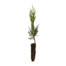 Incense cedar small for sale  Mckinleyville