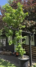 Sweet gum tree for sale  ONGAR