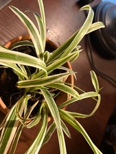 Beautiful spider plant for sale  Sacramento