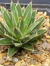 Agave for sale  MOLD