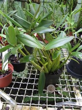 Dendrobium kingianum usato  Spedire a Italy