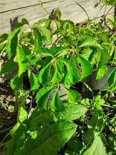 Wilder wein parthenocissus gebraucht kaufen  Bad Krozingen