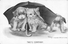 Puppy left kitten for sale  Unionville