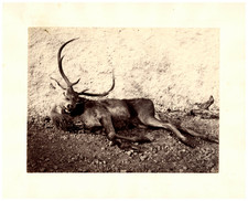 Horatio ross vintage d'occasion  Pagny-sur-Moselle