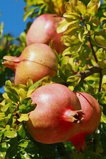 Granatapfel punica granatum gebraucht kaufen  Dortmund