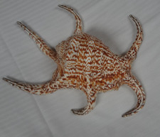 Chiragra spider conch for sale Chiragra spider conch for sale  Polk City