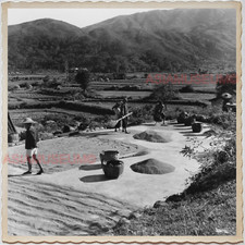 Anos 40 HONG KONG NOVOS TERRITÓRIOS MULHERES ARROZ CAMPO COLHEITA VINTAGE Foto 香港旧照片 M346 comprar usado  Enviando para Brazil