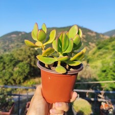 Vaso pianta crassula usato  Barcellona Pozzo di Gotto