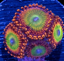 Polyps bowser zoanthid for sale  Huntington