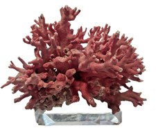 Rare natural pink for sale  Galveston