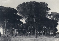 Cartolina casal borsetti usato  Bologna
