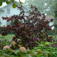 Corylus avellana red for sale  SOUTHAMPTON