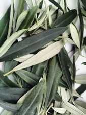 50g fresh cut for sale 50g fresh cut for sale  LONDON