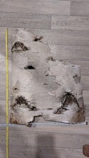 Birkenrinde rinde baumrinde gebraucht kaufen  Cottbus