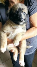 Cuccioli pastore apuano usato  Carrara