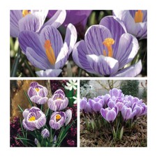 Crocus pickwick flower for sale  UK