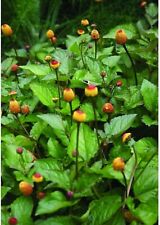 Toothache plant spilanthes for sale  Saint Augustine