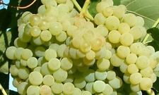 Himrod seedless table for sale  USA