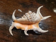 Spider conch lambis for sale  Blandinsville