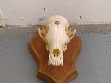 Real scull european for sale  CAMBORNE