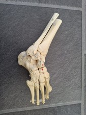 Human skeleton foot for sale  KING'S LYNN