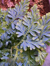 Selaginella wildenowii peacock for sale  Eloy